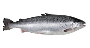 Norwegian salmon (salmon salar)