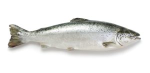 Norwegian fjord trout (Oncorhynchus mykiss)