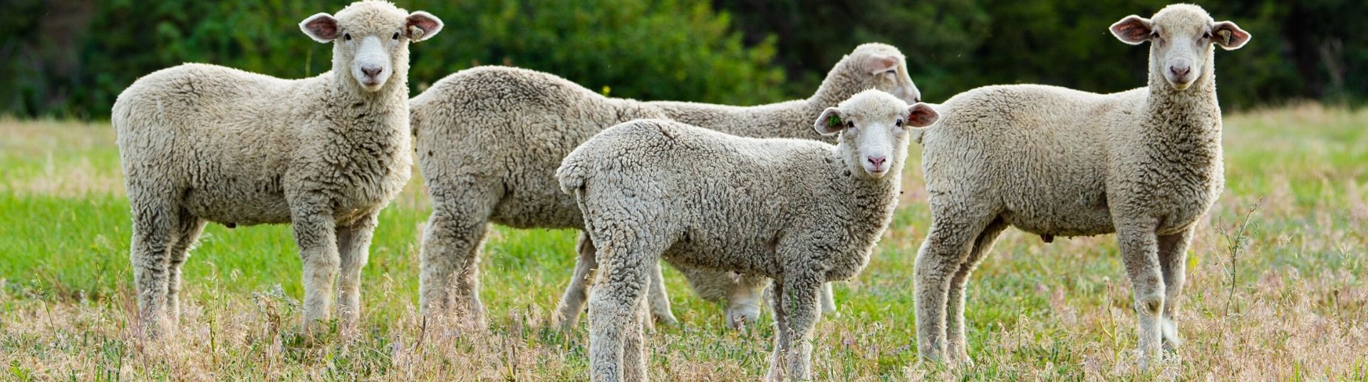 Raising Sheep - Norin