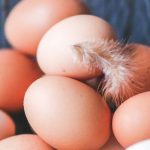 Egg Consumption Cholesterol and funded research