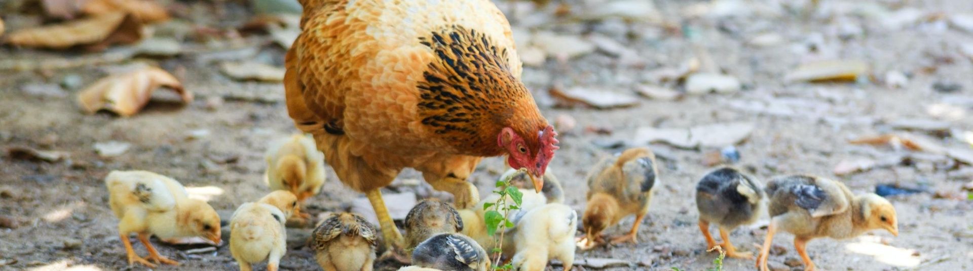 Backyard Chickens - The Key Issues