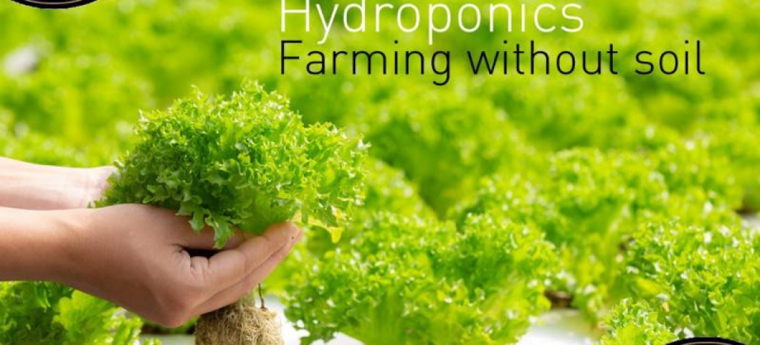 Hydroponics